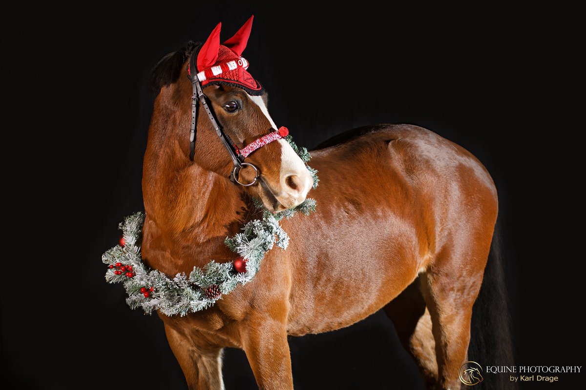 eventandweddingphotography.co.uk/christmas-them…  Xmas-themed equine photo shoots in and around Northamptonshire are now available.  Details on the link.  #northantsequinephotographer #equestrianphotographer #equestrianlife #karldragephotography #christmasphotoshoot