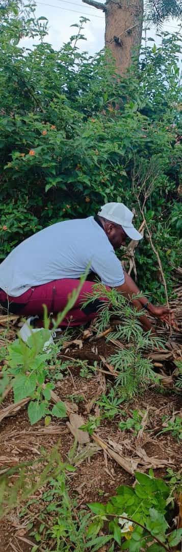 Planting trees should be a civic duty sasa🌴🌴
#NationalTreeGrowingDay 
#TreePlantingDay
<a href="/TheGreenPulseKe/">The Green Pulse🇰🇪</a>