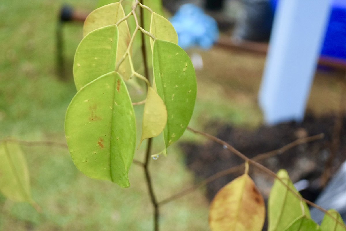 Our sincere thanks to the city of Iskandar Puteri in Johor, Malaysia🇲🇾 for hosting a tree🌳 planting ceremony on Day 1 of #APClimateWeek 2023! 

Action #ForNature is #ClimateAction.