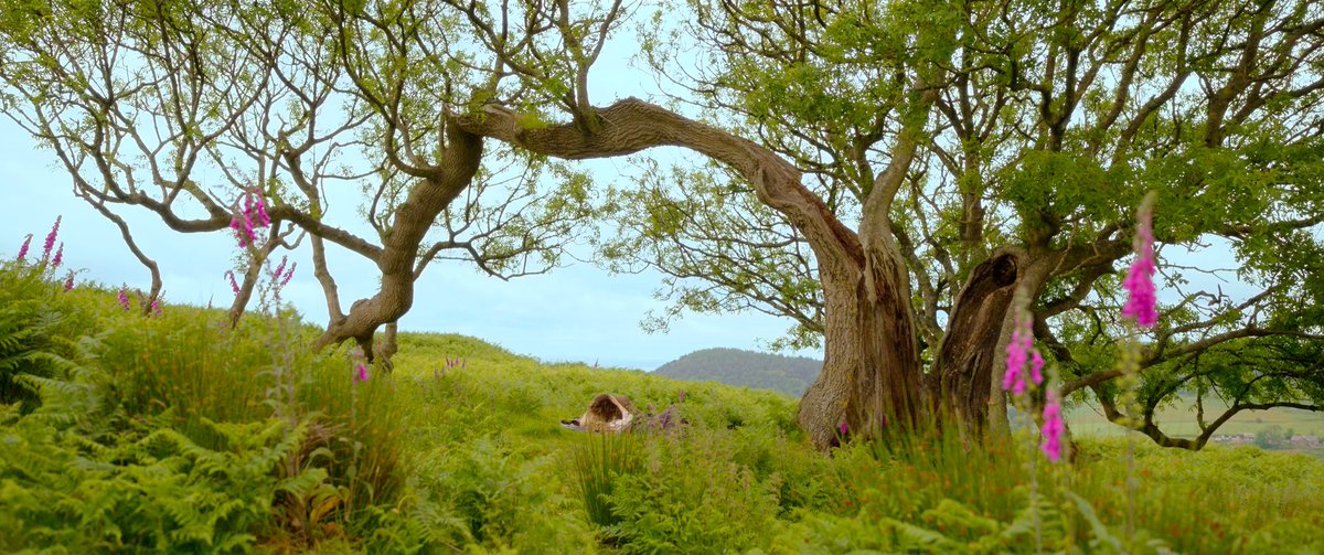 theKomixBro's tweet photo. #Willow [4K UHD] HIGH-RES PICS! #SaveWillow
THE BEAUTY OF WHALES 

💥LIKE &amp; RETWEET💥

#4K #Warwick #DisneyPlus #RubyCruz #tanthamore #KeepWillow #Graylora #TonyRevolori #EloraDanan #KitTanthalos #WillowSeries #RenewWillow #WarwickDavis #JadeClaymore #WaitingForWillow https://t.co/W1nVgHNasT