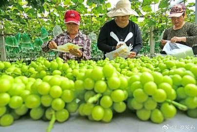 ZaozhuangChina's tweet photo. Farmers in #Shanting District, #Zaozhuang adopted comprehensive cultivation techniques in grape planting to artificially delay the maturity period of grapes.
As autumn arrived, the carefully nurtured "delayed grapes" yielded a remarkable harvest, captivating both farmers and consumers alike.