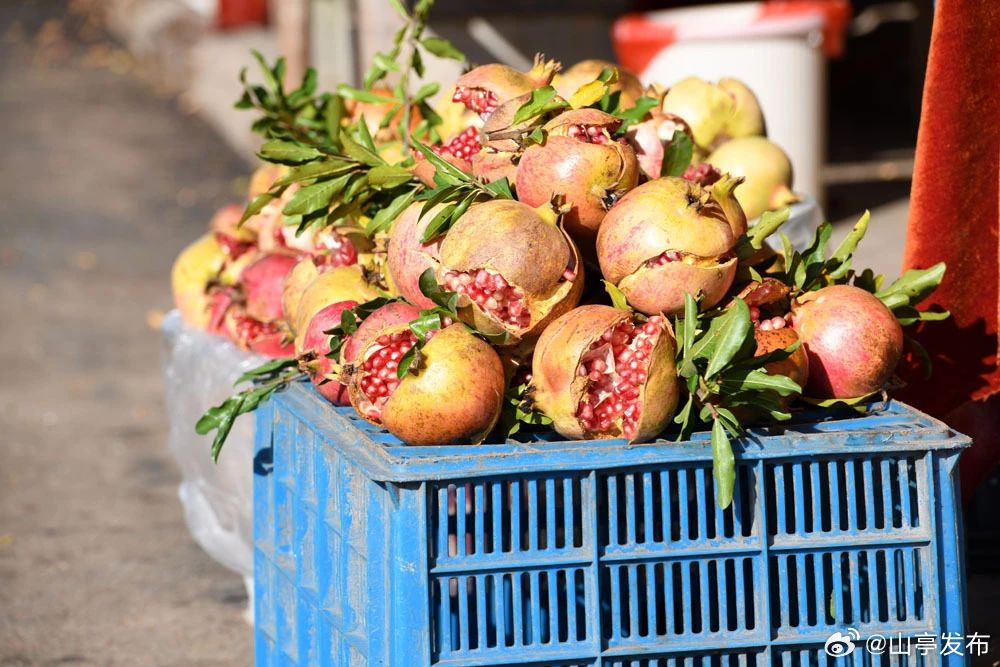 ZaozhuangChina's tweet photo. Against the backdrop of the serene Baodu Mesa in #Shanting District, #Zaozhuang, pomegranates now hang from branches like vibrant lanterns, creating a visually stunning harvest scene. The radiant hues symbolize a prosperous season of abundance. https://t.co/JsDdgM2bFs