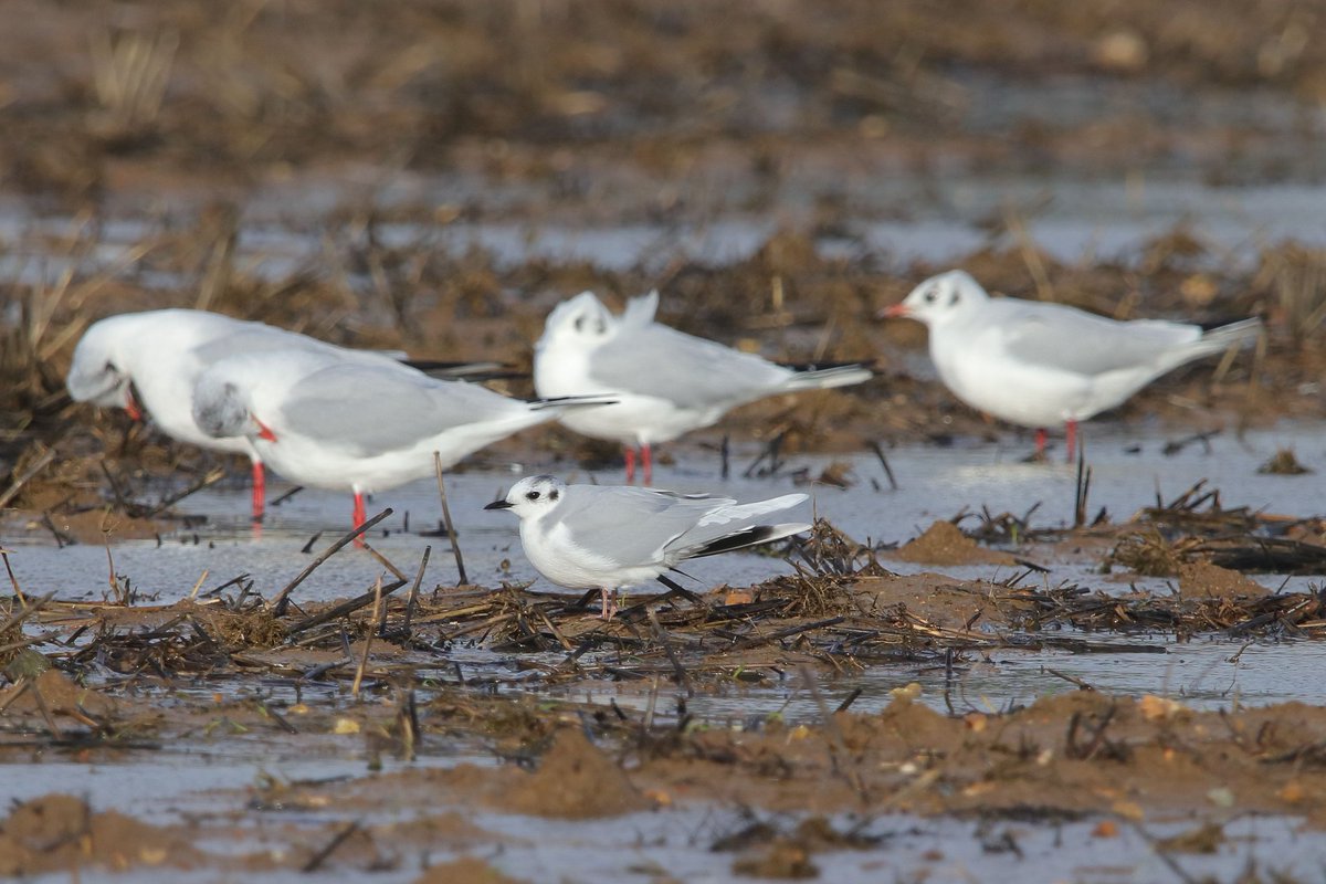 RalphSemps1's tweet photo. The flooded fields at Goring Gap still supported plenty of Gulls this morning including a lovely Little Gull and 5+ Med Gulls. Also 20 Brent Geese which eventually flew off west. @worthingbirding https://t.co/EHiGJoPe2K