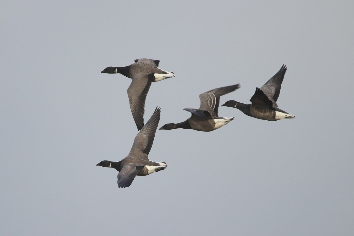 Ralph Simpson (@ralphsemps1) on Twitter photo The flooded fields at Goring Gap still supported plenty of Gulls this morning including a lovely Little Gull and 5+ Med Gulls. Also 20 Brent Geese which eventually flew off west. <a href="/worthingbirding/">Worthing Birding and Wildlife</a> The flooded fields at Goring Gap still supported plenty of Gulls this morning including a lovely Little Gull and 5+ Med Gulls. Also 20 Brent Geese which eventually flew off west. <a href="/worthingbirding/">Worthing Birding and Wildlife</a>