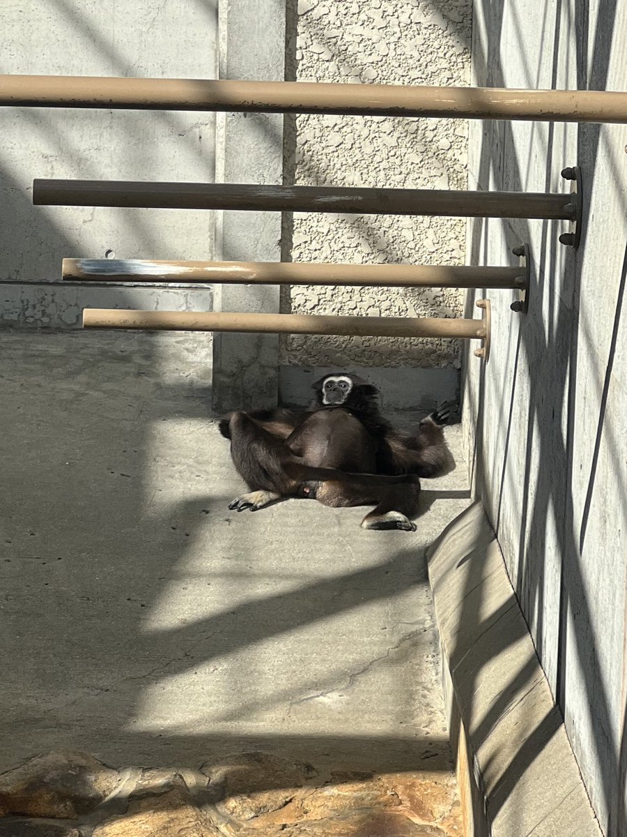 0123_mimi3's tweet photo. 動物園っておもろいよなぁ https://t.co/vZOiXNaVJw