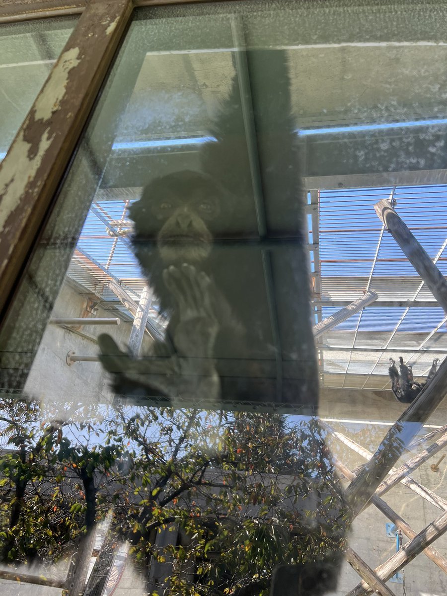 0123_mimi3's tweet photo. 動物園っておもろいよなぁ https://t.co/vZOiXNaVJw