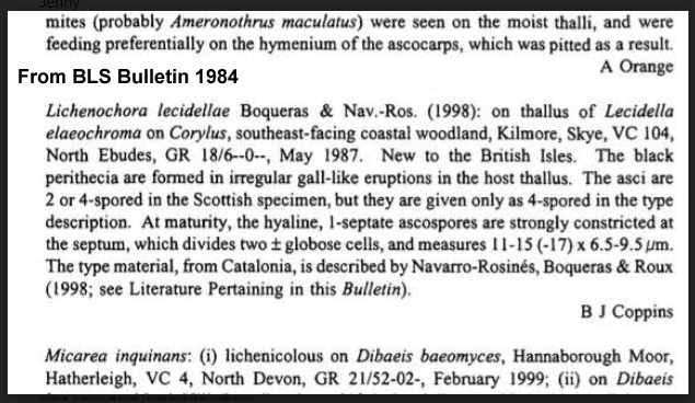 #lichenicolous Small, brown, gall-like swellings on Lecidella elaeochroma apothecia, spores green,  1-septate, (8-)10-12 x (4-)5-6 µm, LF asci among Lecidella asci. Initially hoped Lichenochora lecidellae but at least some asci 8-spored. <a href="/FayrnHawk/">Fay Newbery</a> <a href="/HuerecaDelgado/">Alejandro Huereca Delgado</a> <a href="/obfuscans3/">Mark Powell</a>