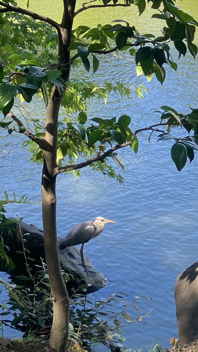 zzzz6782's tweet photo. 散歩で出会った、鳥の写真がたまってきました。 https://t.co/dRCxrxDQSJ