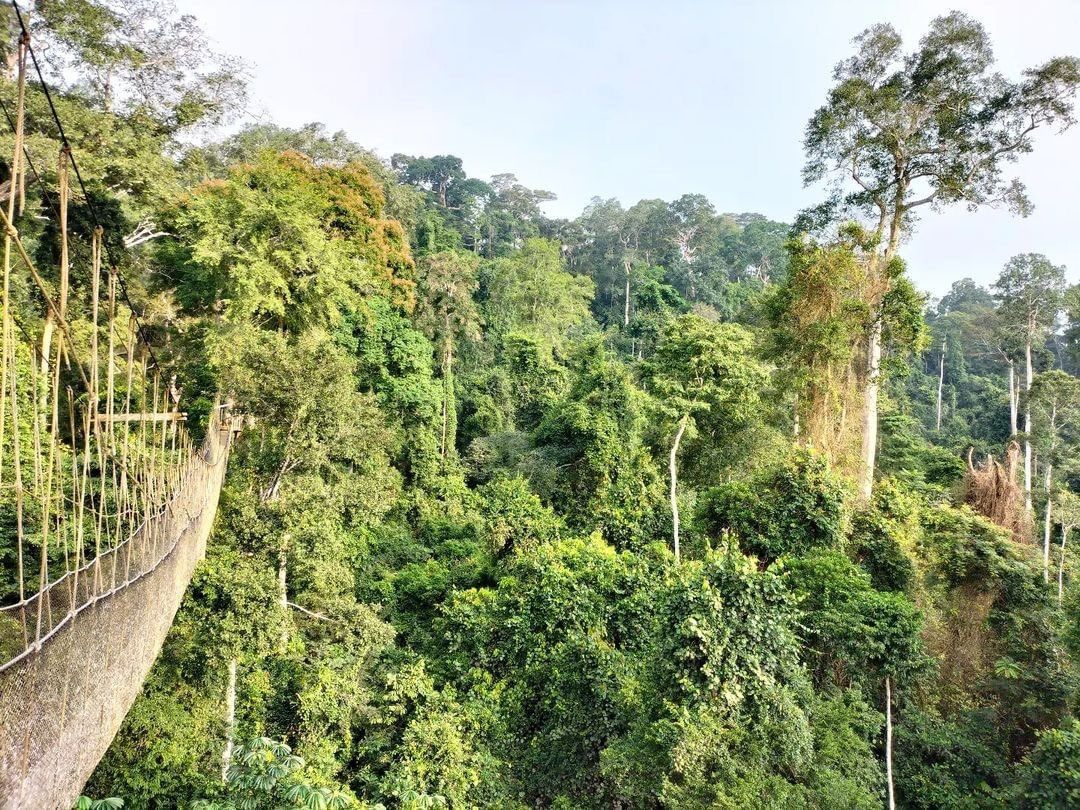 ghanaspot's tweet photo. The Kakum National Park in the Central region is a topical forest that covers an area of 374 sq km. It was established in 1931 as a reserve and gazetted as a national park in 1992. It is one of only 3 locations in Africa with a canopy walk way which is 350 meters longs and https://t.co/X0gBu8FY0Y