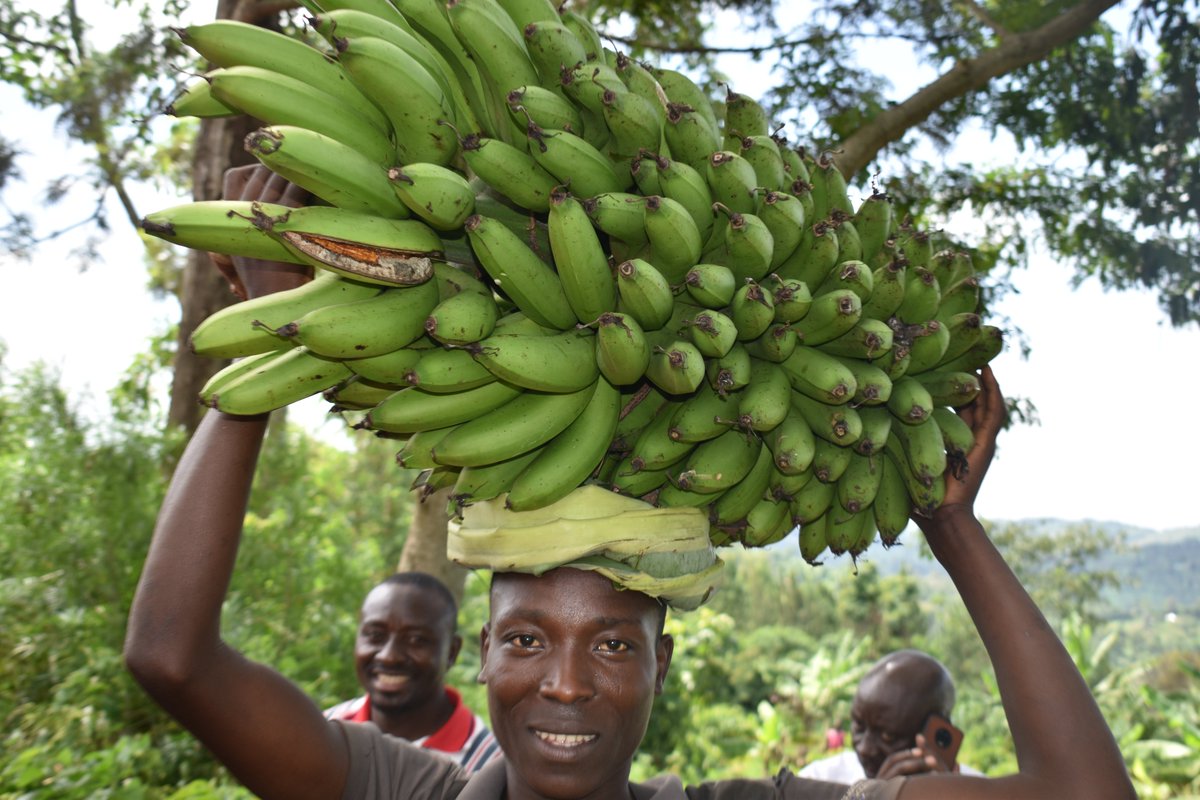 UgandaCoffee_'s tweet photo. #CoffeeTalk: Inter cropping coffee with bananas is a good practice that diversifies income &amp; provides soil &amp; water conservation benefits. 

Aim for mixed enterprises with various revenue streams to maximise your income. 

Space robusta coffee at 10x10ft &amp; 20x20ft for bananas. https://t.co/oitTtvKnzX