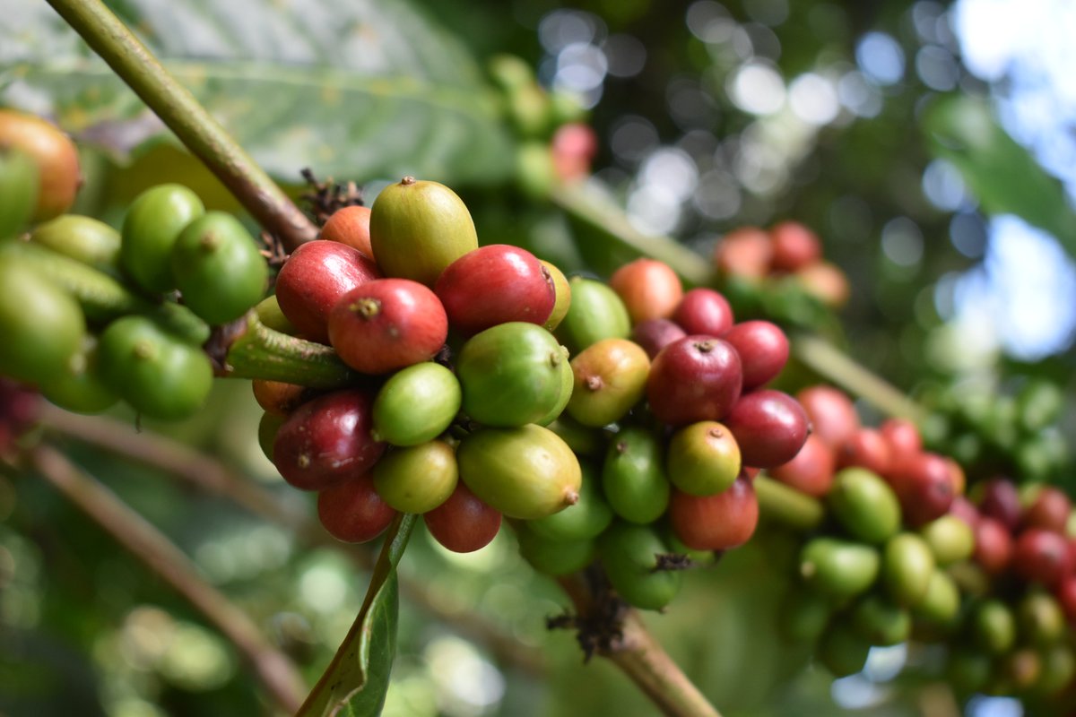 UgandaCoffee_'s tweet photo. #CoffeeTalk: Inter cropping coffee with bananas is a good practice that diversifies income &amp; provides soil &amp; water conservation benefits. 

Aim for mixed enterprises with various revenue streams to maximise your income. 

Space robusta coffee at 10x10ft &amp; 20x20ft for bananas. https://t.co/oitTtvKnzX