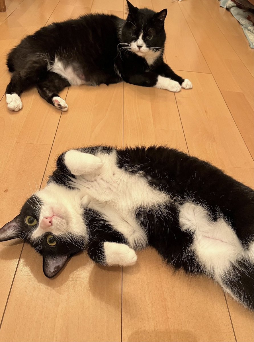 さぶち (@snosukenosuke) on Twitter photo 