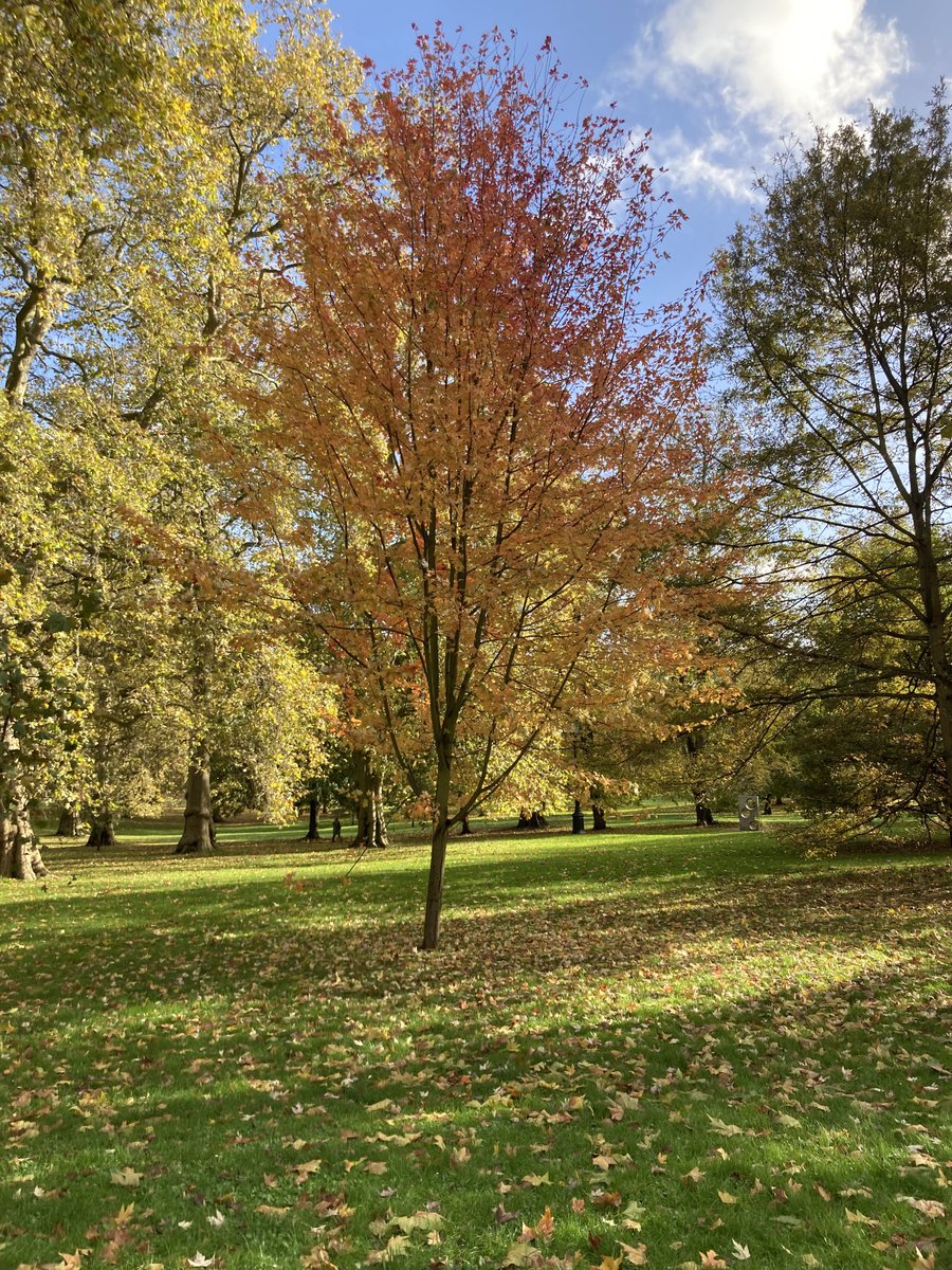 Green Park is glorious today