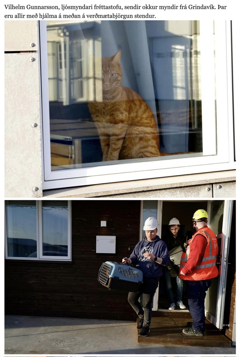 A cat waiting to be picked up in Grindavík - he's not going to forgive this any time soon 😂🙈 #iceland 📷 Vilhelm Gunnarsson / VISIR