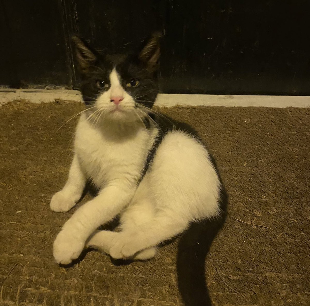 Ev arkadasi olursaniz isirabilirsiniz🤭🤭