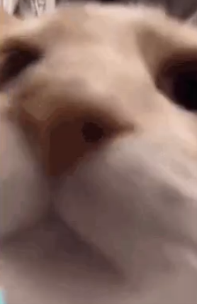 Microkat tweet media