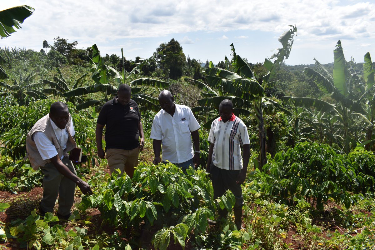 #CoffeeTalk: Inter cropping coffee with bananas is a good practice that diversifies income &amp; provides soil &amp; water conservation benefits. 

Aim for mixed enterprises with various revenue streams to maximise your income. 

Space robusta coffee at 10x10ft &amp; 20x20ft for bananas.