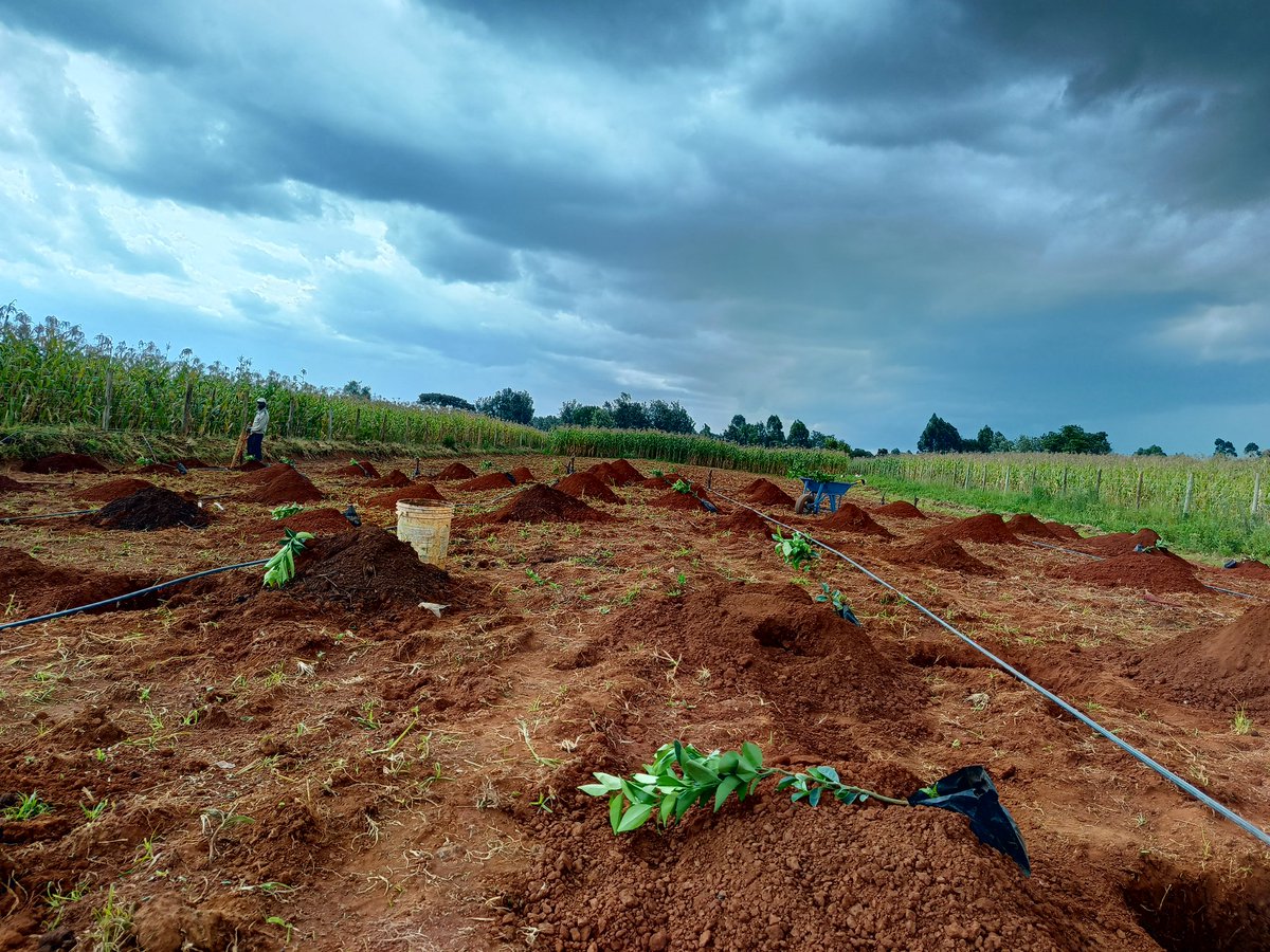 mynzagric254's tweet photo. Let's make it  #Fruittreesplanting next time 

Taking #TreePlanting  seriously at one of our clients farms 

Grafted Citrus 🍋🍊- avocado 🥑 Mango 🥭 seedlings set up 

Fruit seedlings ready for transplanting. 

Strawberry 🍓 150/=
Grafted Hass  Avocado 🥑 200/=
Grafted Fuerte Avocado  🥑200/=
Grafted Tommy and  Apple Mangoes 🥭 200/=
Grafted Van dyke mango 🥭 200/=
Grafted Ngowe mango 🥭 200/=
Grafted Macadamia Muranga ( 20) 350/=
Grafted purple Passion seedlings 150/=
Loquats 300/= 
Giant granadilla 600/=
Sweet granadilla 150/=
Grapes seedlings 350/=
Grafted pixies Orange 🍊 300/=
Grafted Washington orange 🍊 200/=
Grafted Valencia Orange 🍊 200/=
Grafted Tangerine 🍊 200/=
Minneola Tangelo orange 🍊 250/=
Blood Orange 🍊 500/= 
Grafted lime 250/=
Grafted lemon 🍋 200/=
Variagated Pink  Lemon 🍋- 800/=
Sweet lemon 350/= 
Paw Paw  150 /= 
Grafted Tree tomato 200/=
Apple 🍎🍏 seedlings 1000/=
guavas ksh 150/=
kiwi 🥝  500/=
Dragon fruit 1000/= 
Pomegranate 500/=
Plums -500/=
Tissue culture banana 500/=
Pears -600/= 
Custard Apple 250/=
Blue berry 4000/= 
Jabuticaba 2000/=
Peaches 3000/= 
Zambarau 800/=
Jackfruit 800/=
Brazilian Cherry 1500/=
Cherry Guava 600/=
White Sapote 350/=
Persimmon 1000/=
Cashewnut 800/=
Olive 800/=
Mulberry 300/=

‌Click this link to message us on WhatsApp: https://t.co/bHJfPuSqPI

#TreePlantingDay #TreePlantingDay