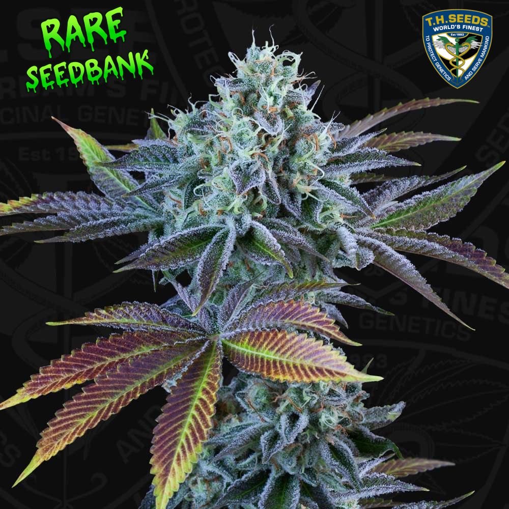 Auto French Cookies  Seeds by T.H.Seeds.

T.H. Seeds proudly presents Auto French Cookies, the latest addition to their auto-flowering cannabis collection. 

After receiving numerous requests, T.H. Seeds has responded to the demand, delivering a terpene-packed marvel, Auto French