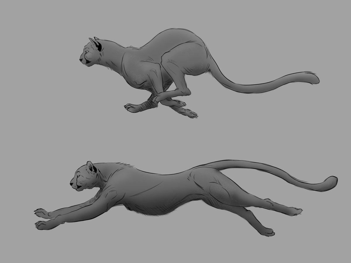 Mik_MWP's tweet photo. big cat movement study https://t.co/a9W6gom9o0