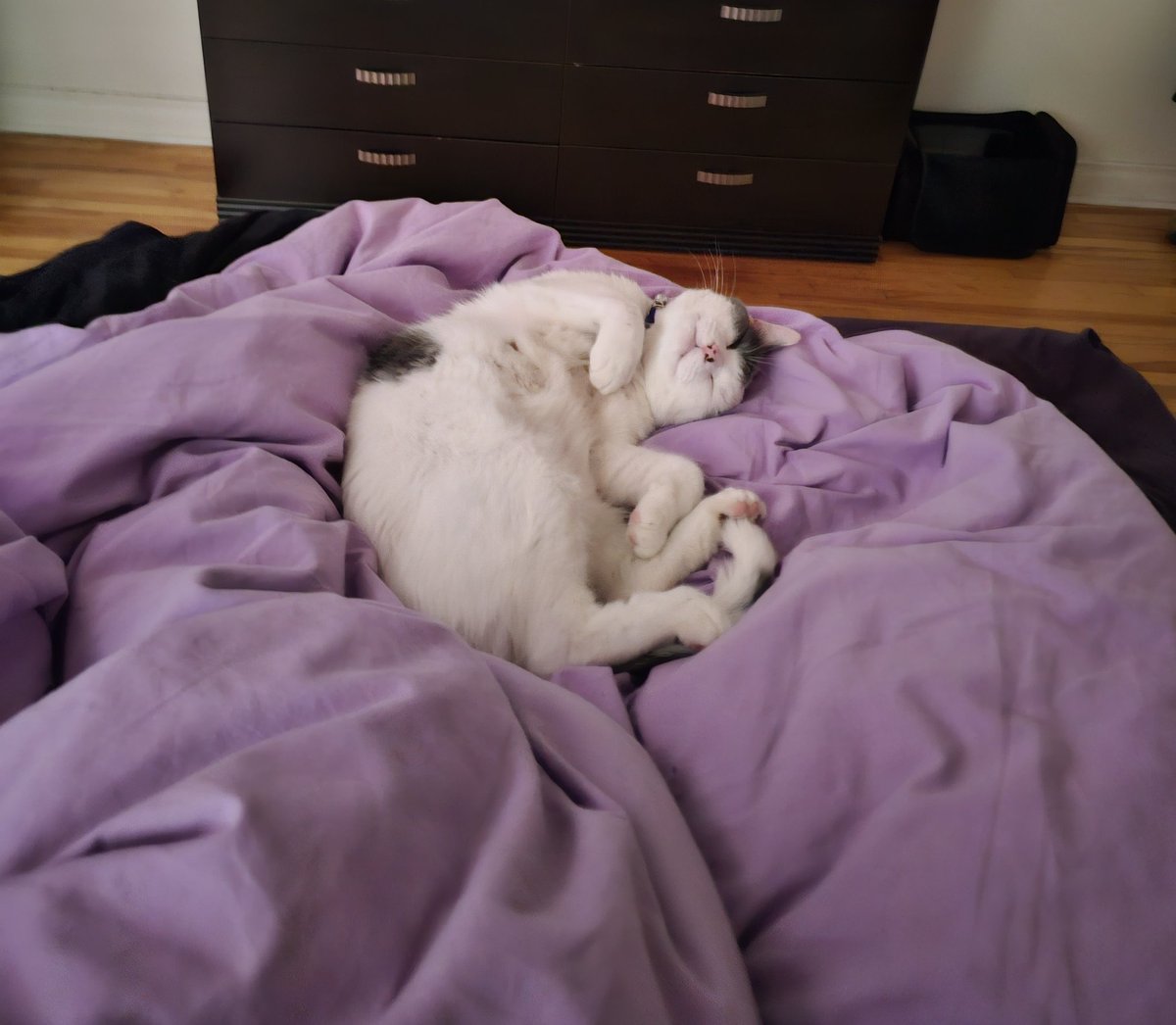 CaitiritheFiery's tweet photo. He so comfyyy, look at those paws!! 😍😍 https://t.co/TrxcmjLTDS