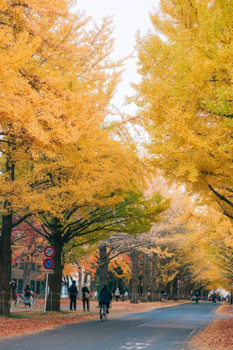 try_nestate's tweet photo. 北海道の拠点から、紅葉で彩られた秋の美しい景色をおすそ分け。
📍 PARK AXIS 札幌植物園前
(北海道札幌市)
https://t.co/4rQOVDvYMj
#nestate #ネステート #住をもっと自由に https://t.co/YDcaXz4wfK