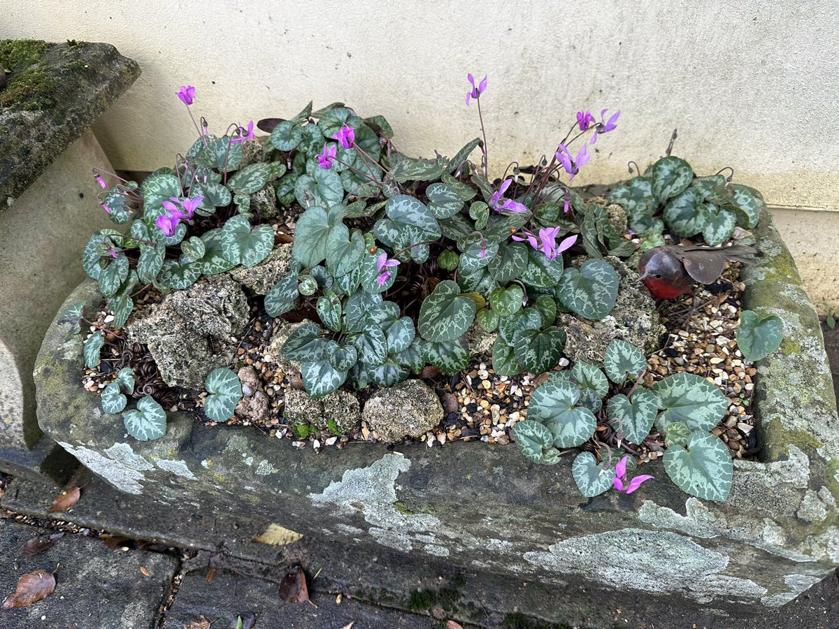 Aaron_Alpine's tweet photo. 5 Cyclamen purpurascens trough, 6 Rhus typhina ‘Tiger Eyes’, 7 &amp; 8 container displays, https://t.co/jinWMyIKZM