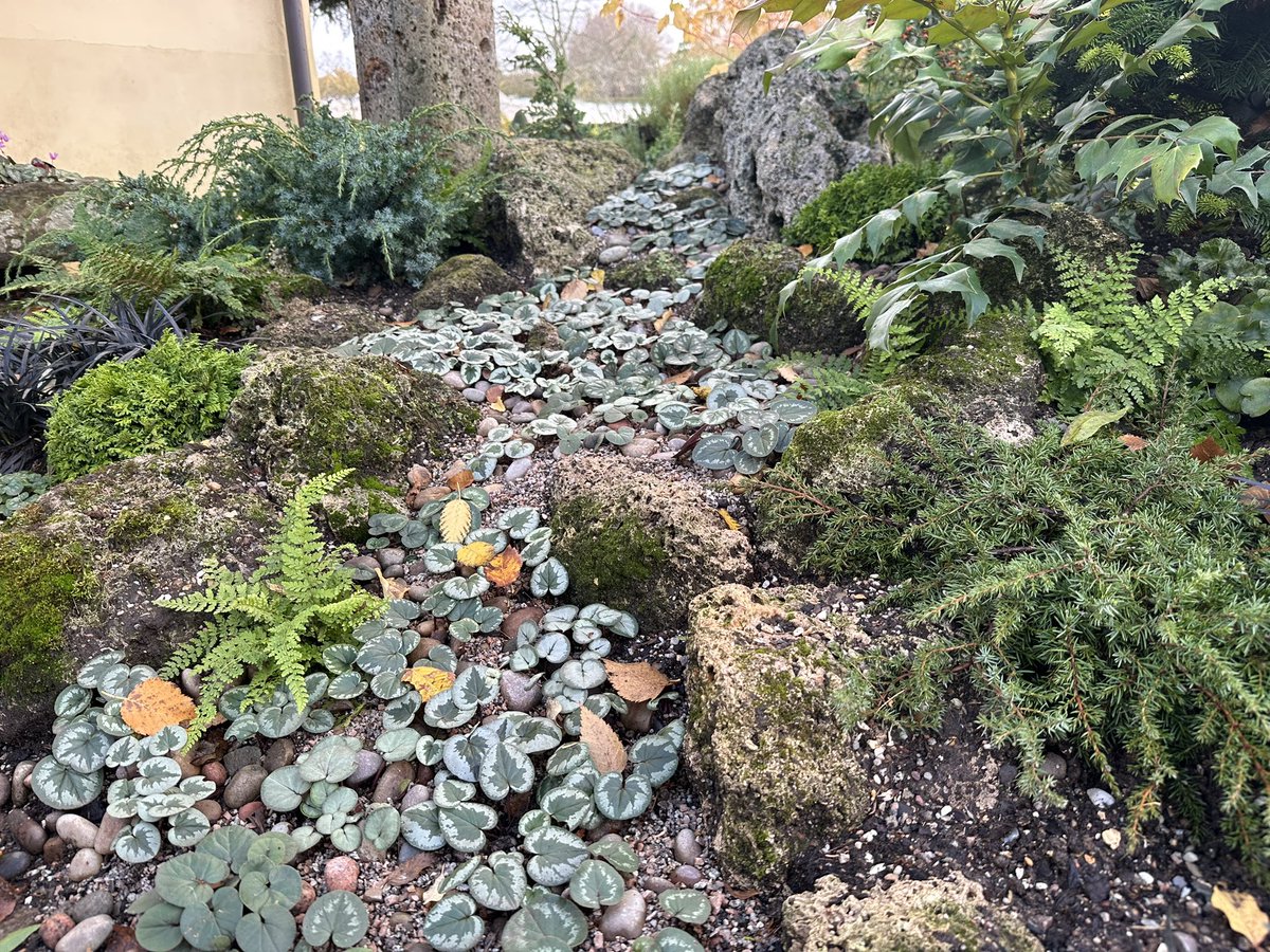 Aaron_Alpine's tweet photo. 9 Cyclamen nursery collection, 10 a river of Cyclamen coum. https://t.co/QVn8r4XBfz