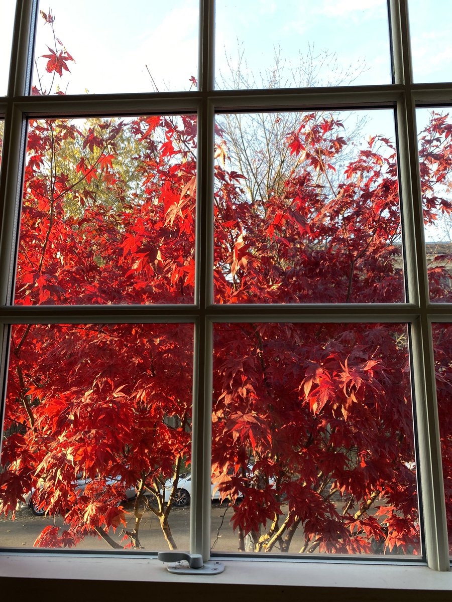 The Japanese maple outside my window is spectacular at this time of the year