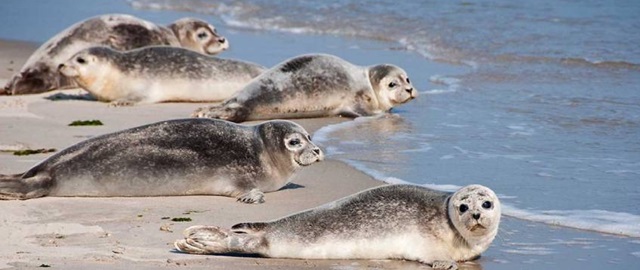 Estudio detectó los puntos críticos de enredo de focas y lobos marinos del mundo bit.ly/40I9ELO