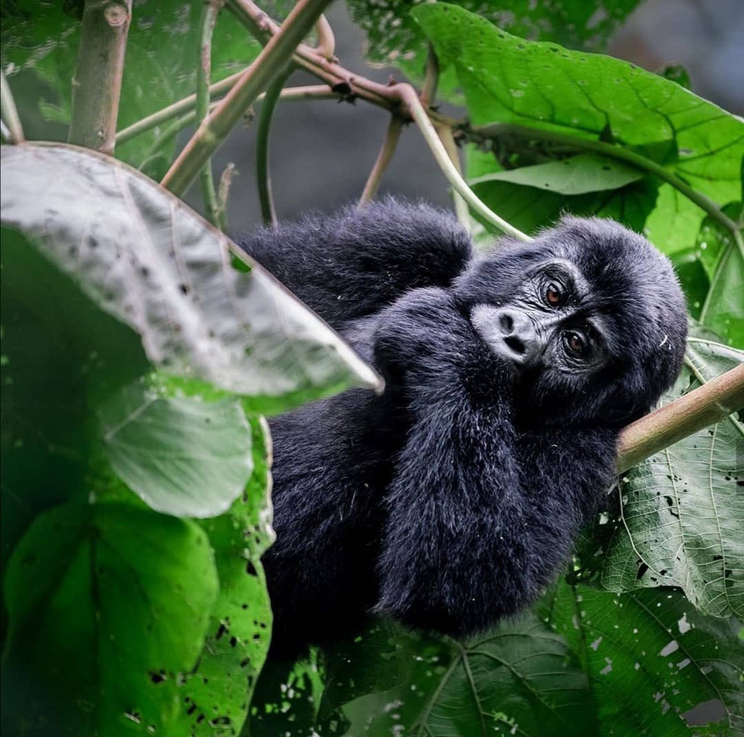 Embarking on a trek to see the majestic mountain gorillas in Bwindi Impenetrable Forest was a once-in-a-lifetime experience. Witnessing these incredible creatures in their natural habitat is humbling and awe-inspiring. #GorillaTrekking
#VisitUganda