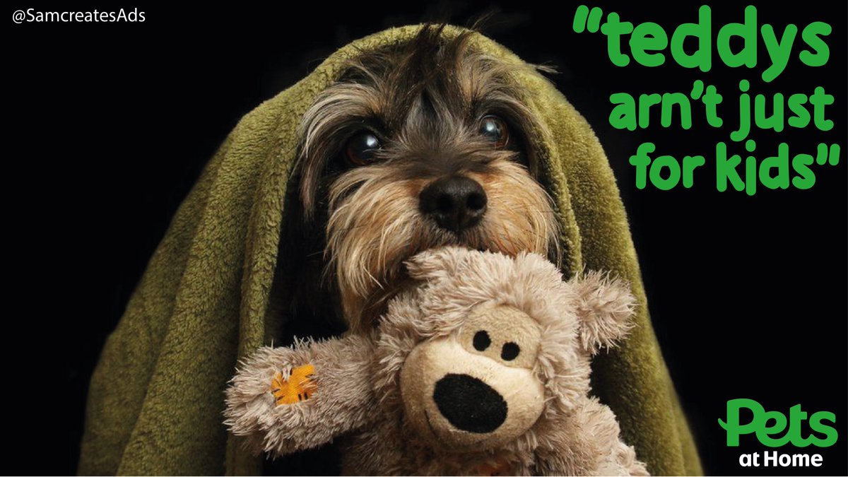 Dogs like teddy too <a href="/OneMinuteBriefs/">One Minute Briefs ⏱️</a> Create posters to advertise #TeddyBears to celebrate #WorldKindnessDay <a href="/PetsatHome/">Pets at Home</a>