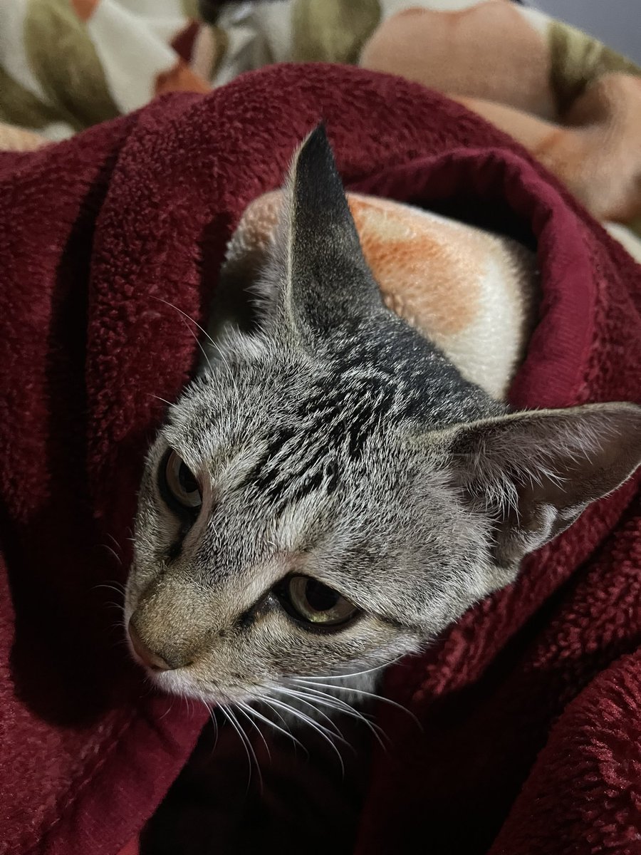 GildedHorizone's tweet photo. Its officially winter now 🙂☃️⛄️
#cat
#winter 
#NovemberDecember https://t.co/KXtVepE0Fq
