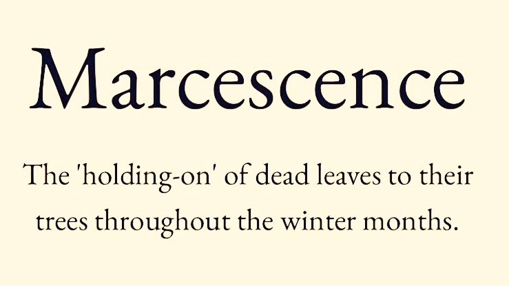 arealmofwonder's tweet image. Word of the Day 🤓

Pick your winner 💫

A B
C D

(Follow for more 🍂)