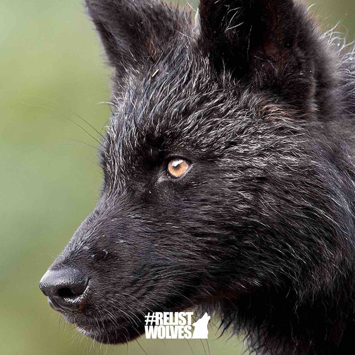 🐺🖤