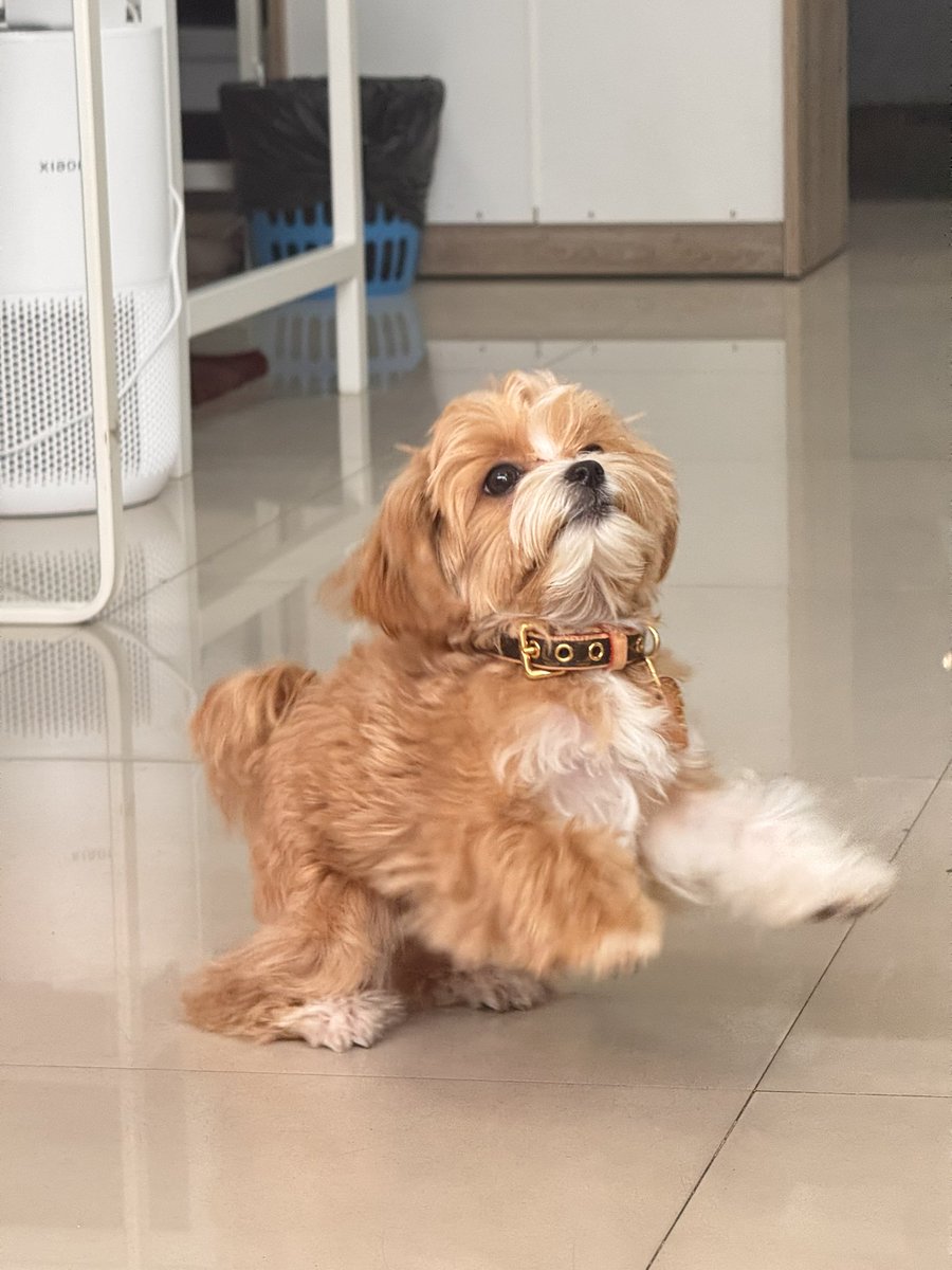 peatwasu's tweet photo. ก่อนนอนเอาความน่ารักของสาวน้อยเสียวอู่มาฝากคับทุกคน 🐶 https://t.co/ezy3r5oLln
