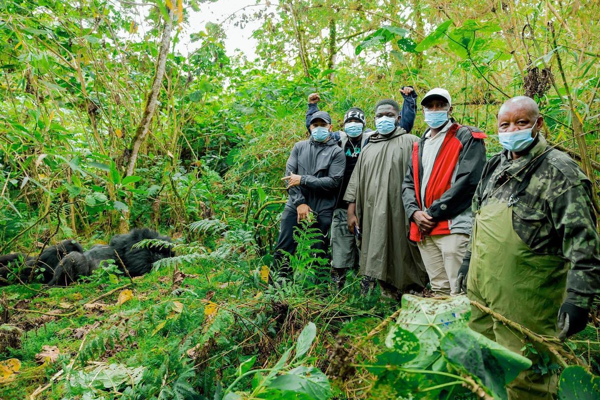 Meeting Rwanda's mountain gorillas 🦍

🎵 Terminator hitmaker, King Promise tracked the majestic primates in Volcanoes National Park this weekend.

#VisitRwanda🇷🇼 #Gorillatrekking