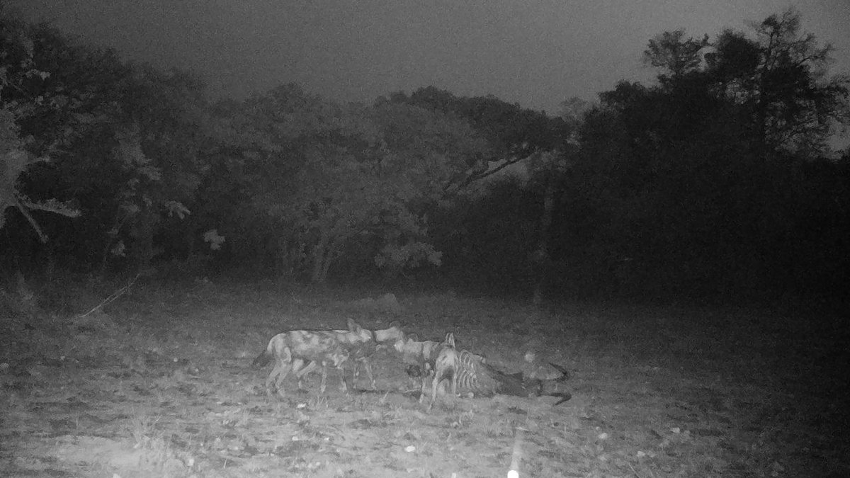 Back in September, one of the fifteen cameras we sent out to the Shinganda Wildlife Wilderness in Zambia recorded some rare #Africanwilddog behaviour. Head to our website to find out what this pack of wild dogs got up to after dark 📷 naturespy.org/rare-wild-dog-…