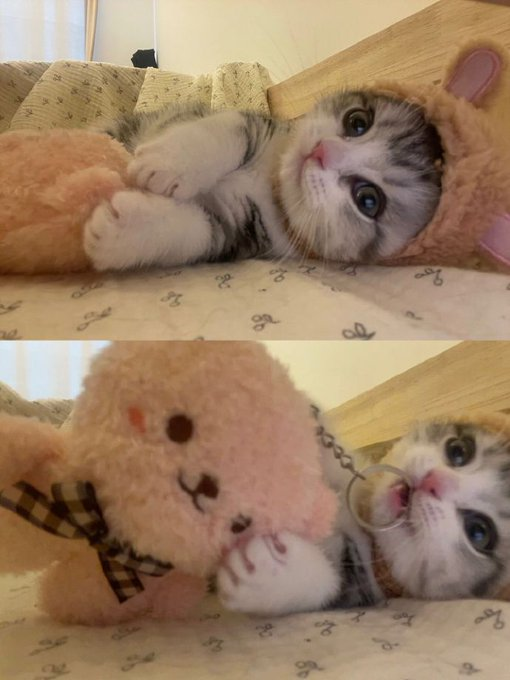 faraaa_aa's tweet photo. Kittens, natural representatives of cuteness. Whether it's those big eyes, or the mischievous tail that https://t.co/2v3fGbYBAF