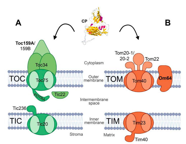 📃A viral protein targets mitochondria and chloroplasts by subverting general import pathways and specific receptors.
👥Sáiz-Bonilla M, Martín-Merchán A, Pallás V, Navarro JA
🔗mtr.cool/wihvqcleba
#paperIBMCP