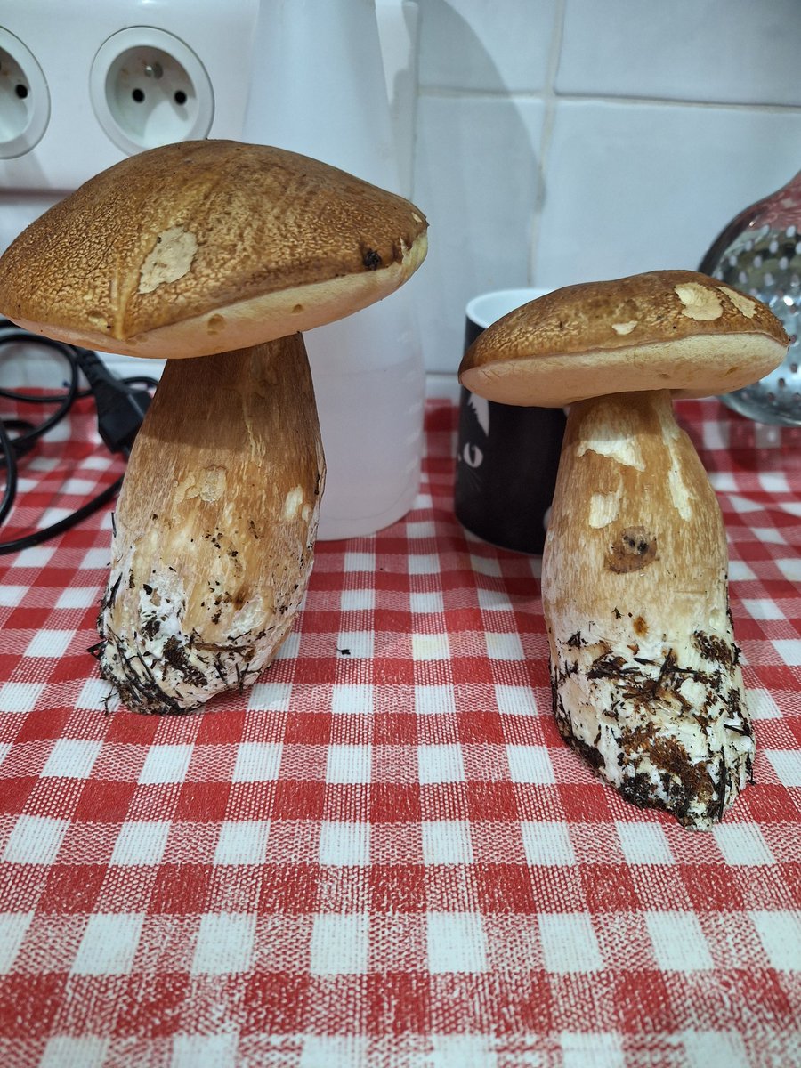 Cueillette du jour, la surprise