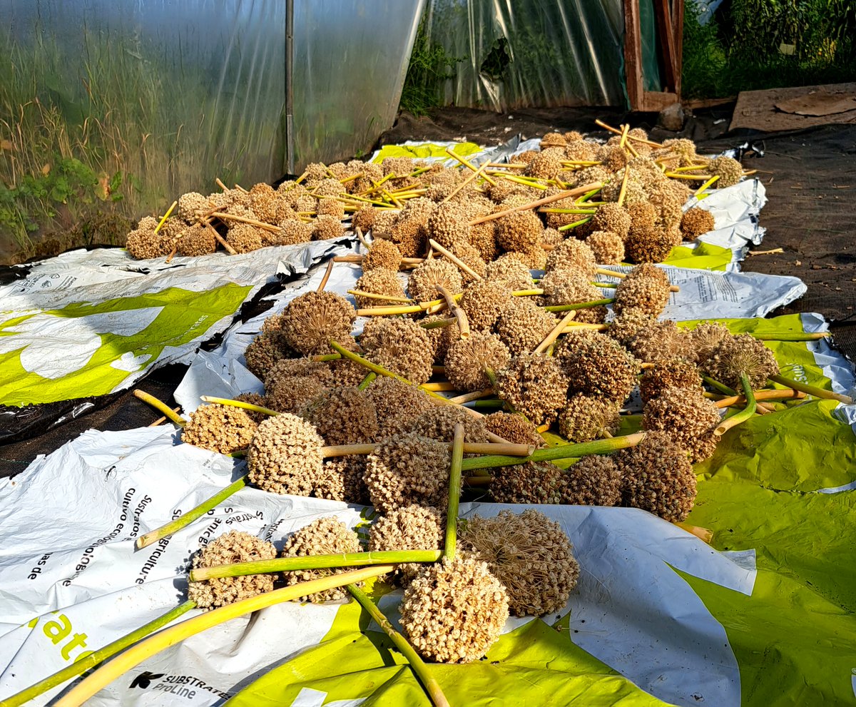 ARC2020eu's tweet photo. Why do nearly 50% of our calories come from the same three crops: wheat, rice, &amp; maize? 
What role can underutilised crops (UCs) play in making agri-food value chains more sustainable? 
Orsolya Lazányi and colleagues from @eu_radiant  tell us more. 
https://t.co/ibmFs4kpDo https://t.co/utyra9faRt