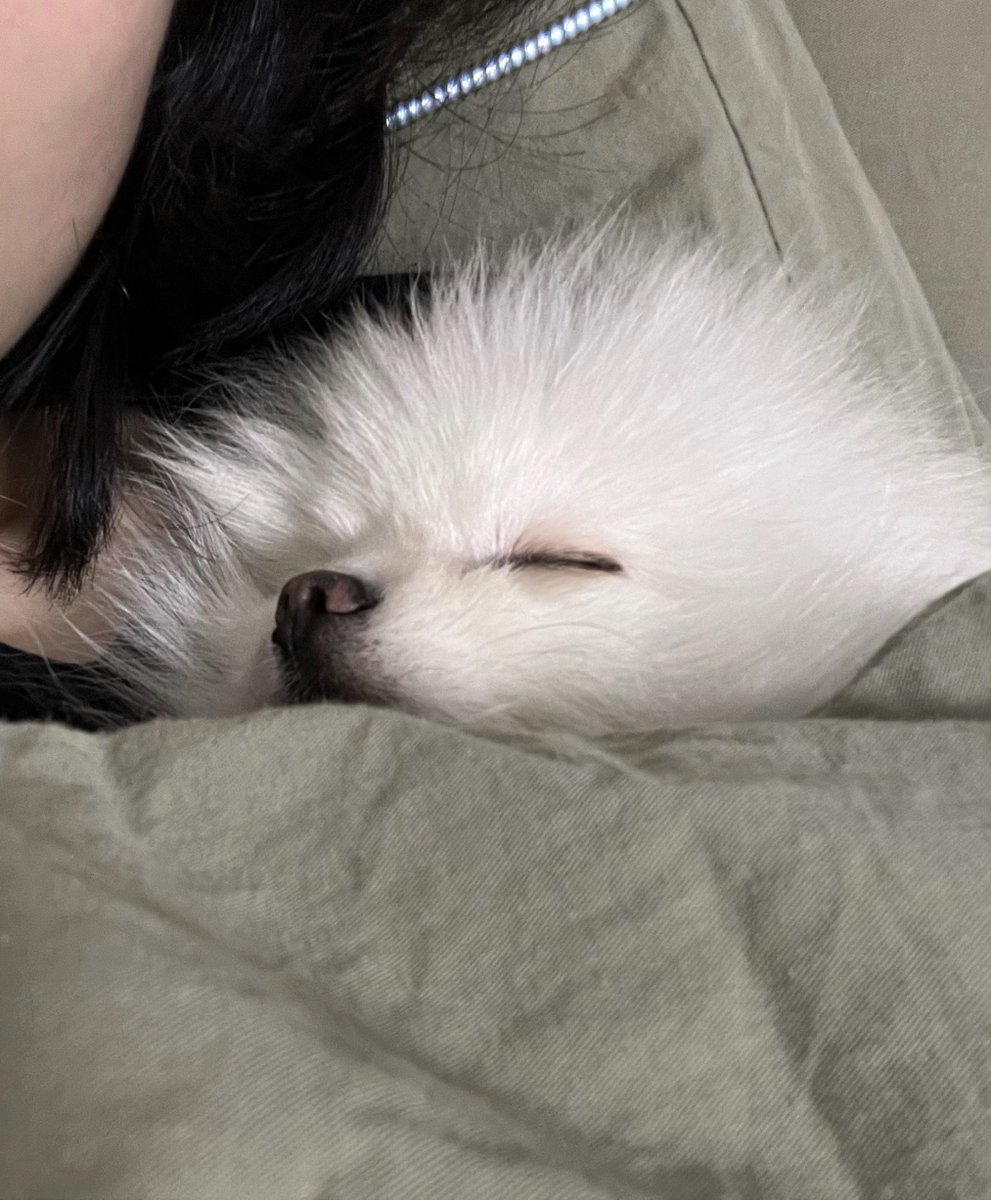 此时有狗开始打鼾