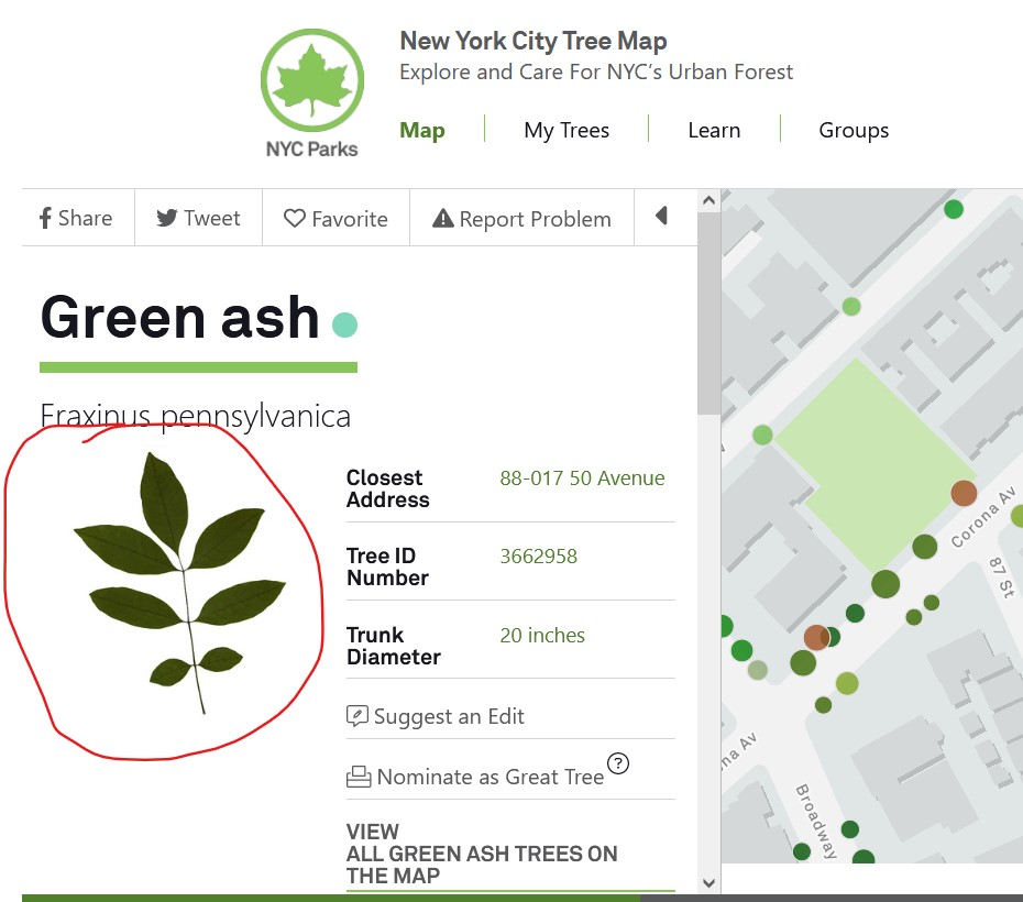 Does anyone in the UK know where I could source (freely) photos of tree leaves like those on the NYC Tree Map? tree-map.nycgovparks.org/tree-map