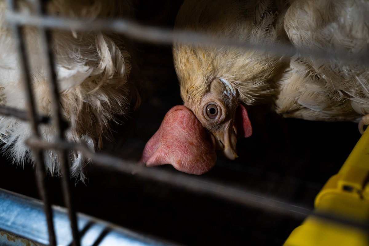 300 milioni di animali rinchiusi in gabbia non possono più aspettare!

<a href="/EU_Commission/">European Commission</a> <a href="/vonderleyen/">Ursula von der Leyen</a> <a href="/MarosSefcovic/">Maroš Šefčovič🇪🇺</a> <a href="/SKyriakidesEU/">Stella Kyriakides</a> <a href="/VeraJourova/">Věra Jourová</a>, avevate promesso FATTI, ma dov’è la proposta di divieto? 📢Il Comitato dei cittadini chiede risposte, e noi con loro! #EndTheCageAge