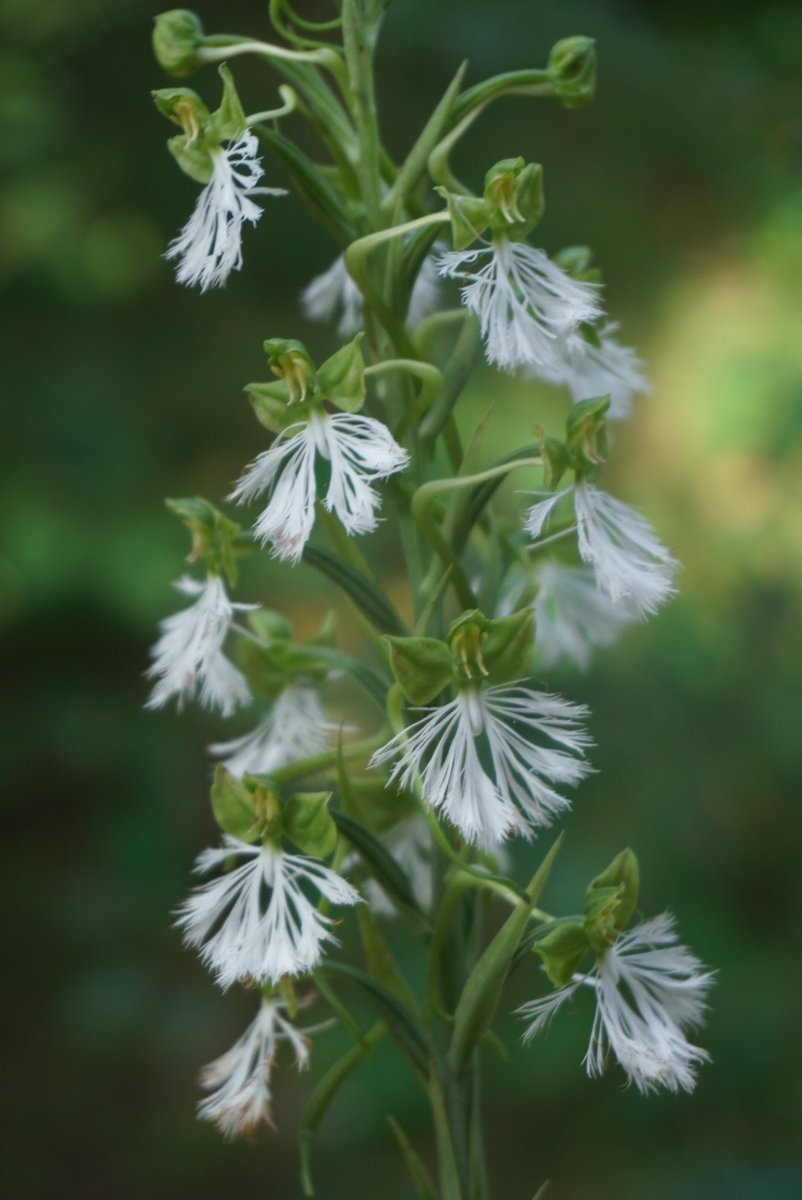 PaphioChien's tweet photo. Habenaria medioflexa
版納玉鳳蘭
#orchids #plants #rain_forest https://t.co/fDym7E9vd7