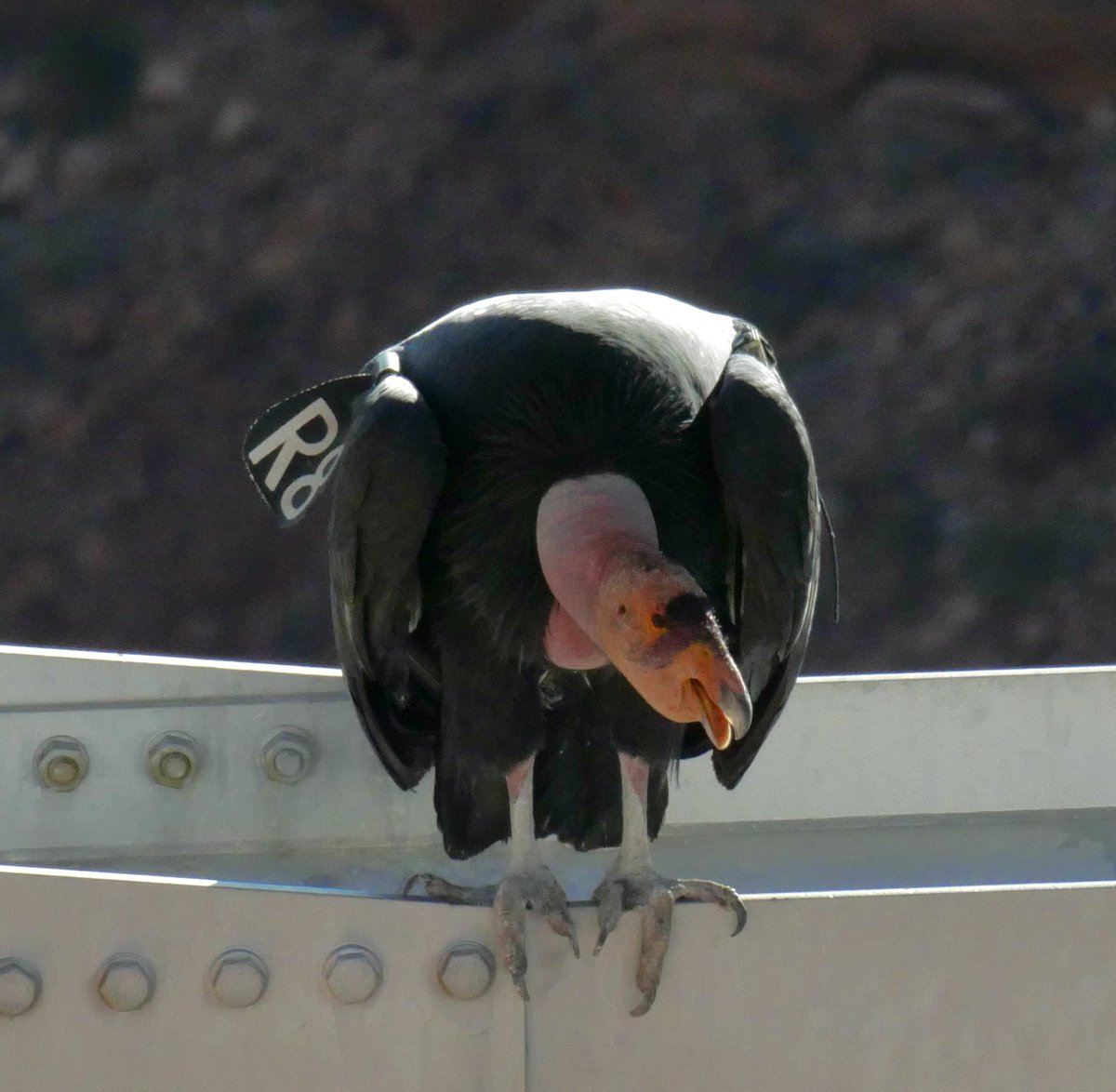 ArchaeopTourx's tweet photo. Finally got my lifer California Condors! All I had to do was fly to Las Vegas, rent a car, and drive 4 1/2 hours out into the desert. It was definitely worth it for a chance to see these amazing birds! #birdphotography #birdwatching https://t.co/4VpOasJYzq