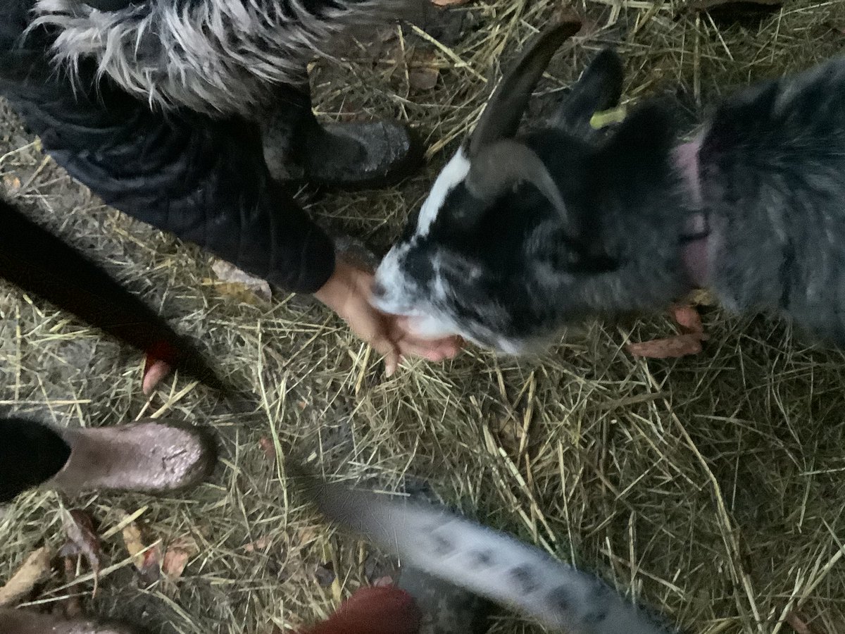 SJSB Laudato Si’ (@sjsblaudatosi) on Twitter photo Today we chopped up fruit and veg for a healthy salad for our farm animals. We carefully removed seeds. The animals loved the salad. What a healthy treat to cheer them up on a stormy evening. <a href="/StJosephStBede/">StJoseph StBede RCPS</a> Today we chopped up fruit and veg for a healthy salad for our farm animals. We carefully removed seeds. The animals loved the salad. What a healthy treat to cheer them up on a stormy evening. <a href="/StJosephStBede/">StJoseph StBede RCPS</a>