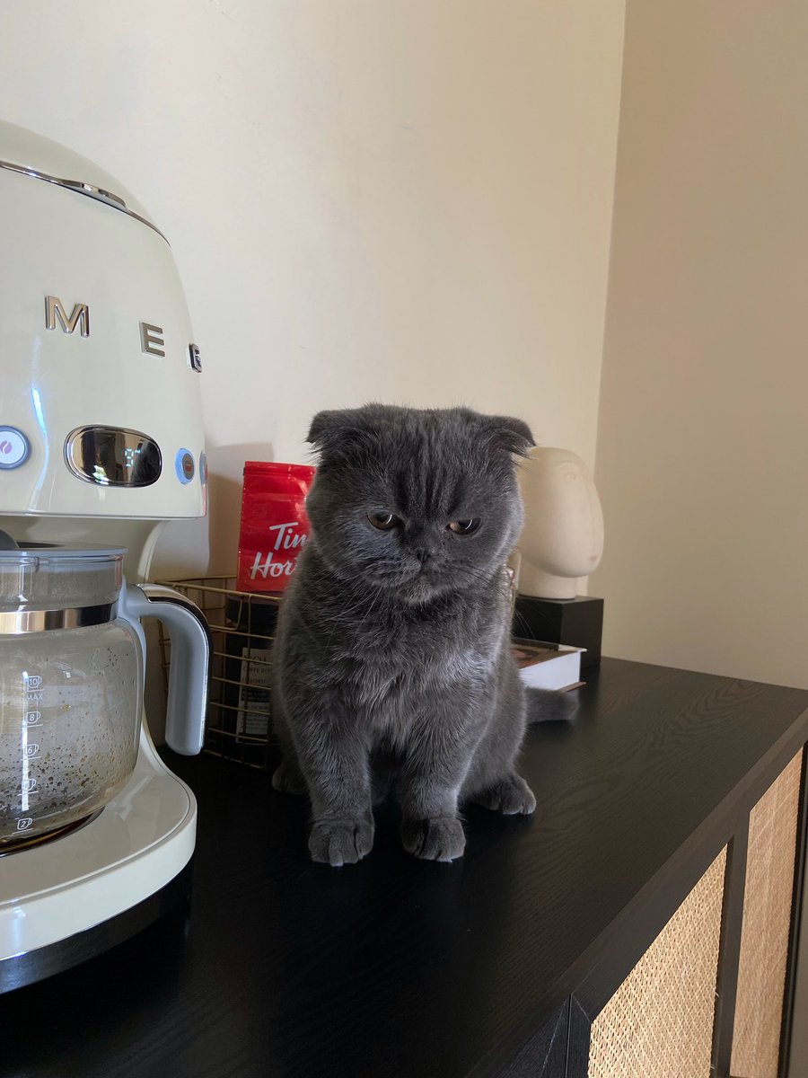 𝘸𝘦𝘫𝘥𝘢𝘯 𝘢𝘭𝘰𝘵𝘢𝘪𝘣𝘪 🦌.. tweet media