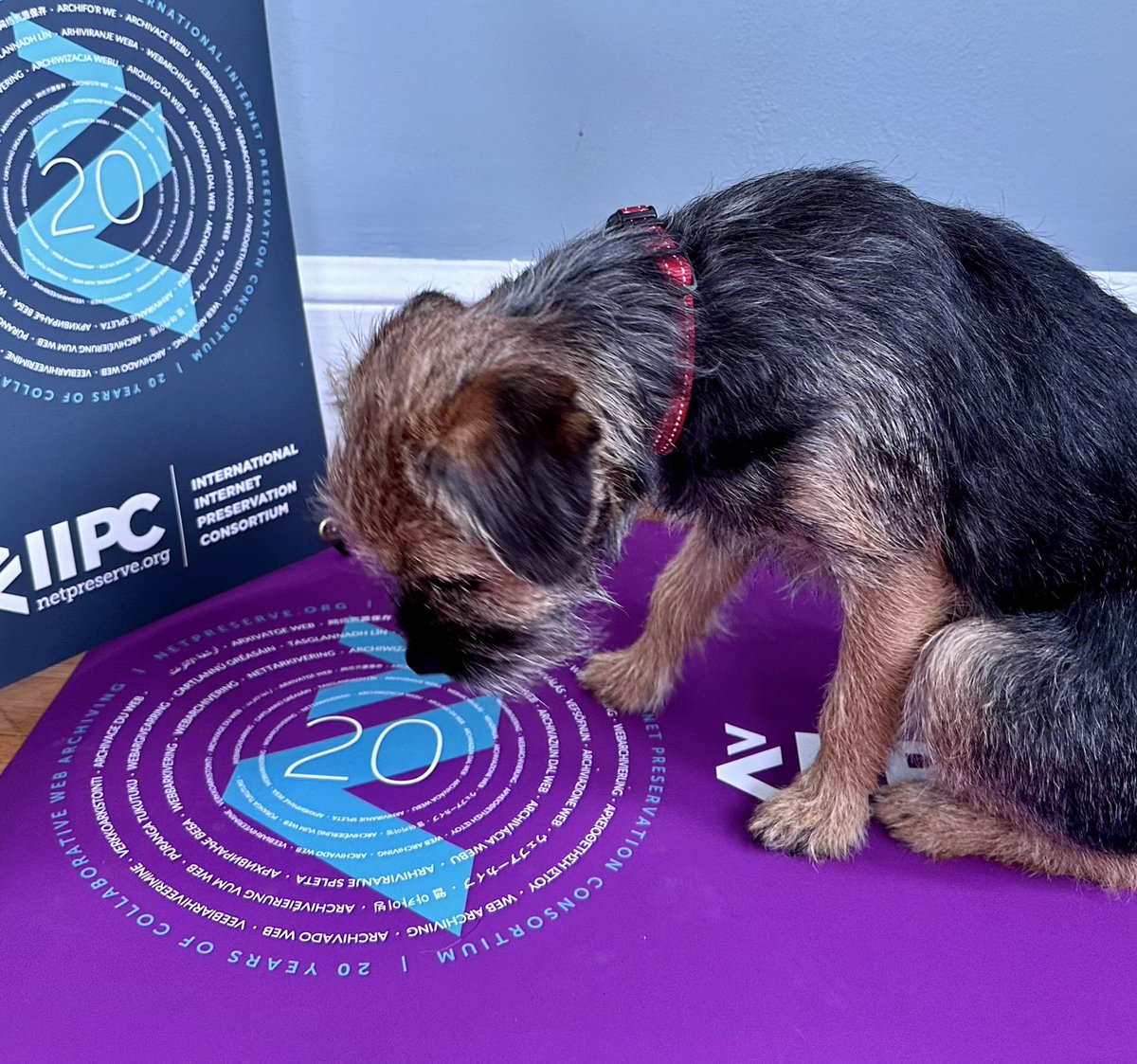 NetPreserve's tweet image. 👋 @CLIRDLF

Curious about #webarchiving and the work of the IIPC? Visit our stand at the #DLFforum (we are right next to @CLIRnews).

#iipc20years